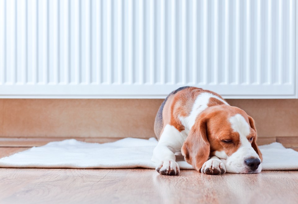 Pet owners could spend hundreds more pounds a year by leaving the heating on for their dogs