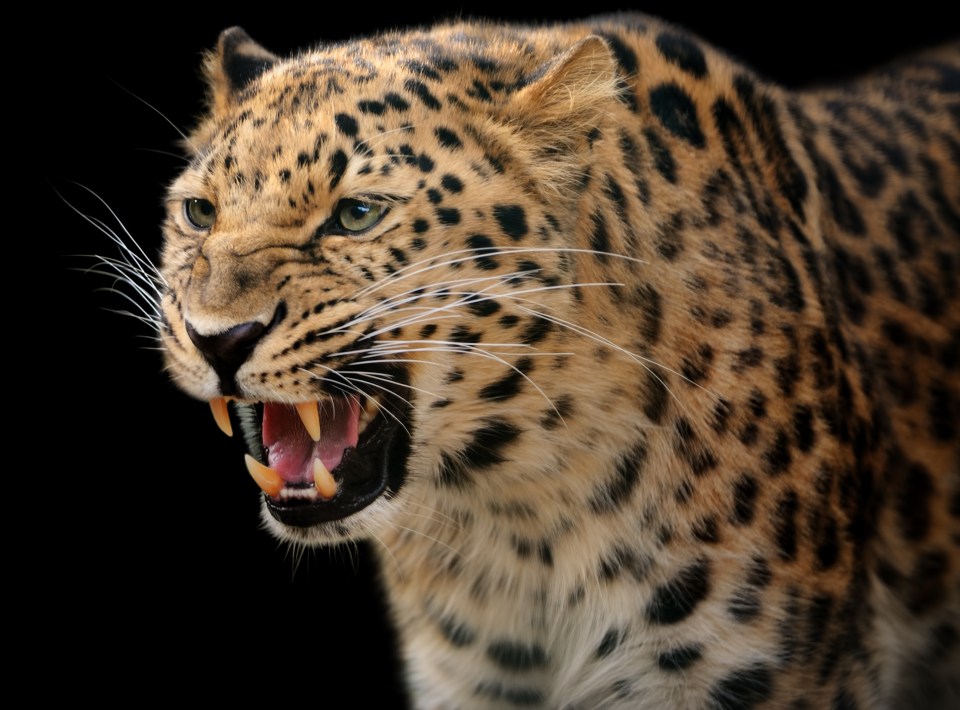 Another leopard attack has struck India after three children were killed in June