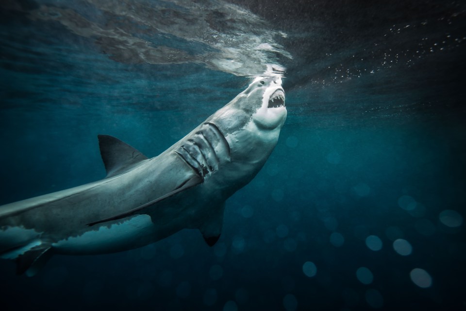 A Great White prowling the waters near The Neptune Islands, South Australia