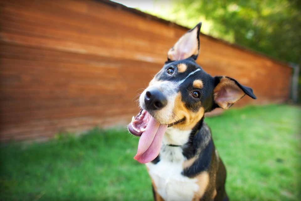 Dogs tilt their head when they're listening to their owners, a new study claims