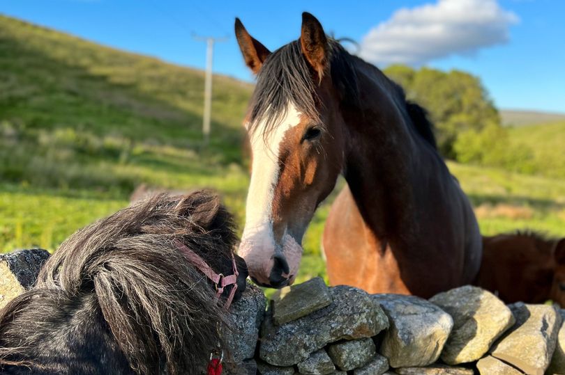 Amanda Owen shared snaps of her new horse Maple and Hazel