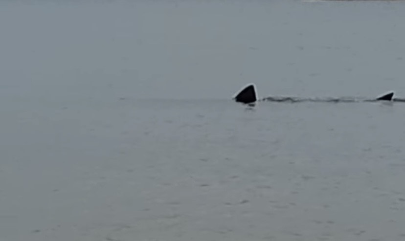 Two sailors were shocked to the see the 12ft basking shark in Tenby