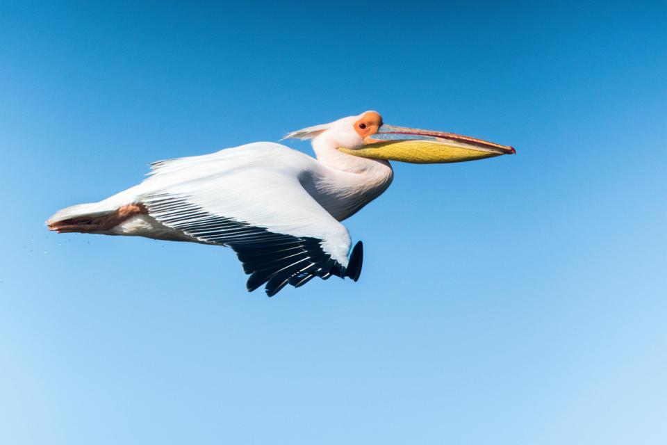 Keep an eye on the pelicans flying past overhead