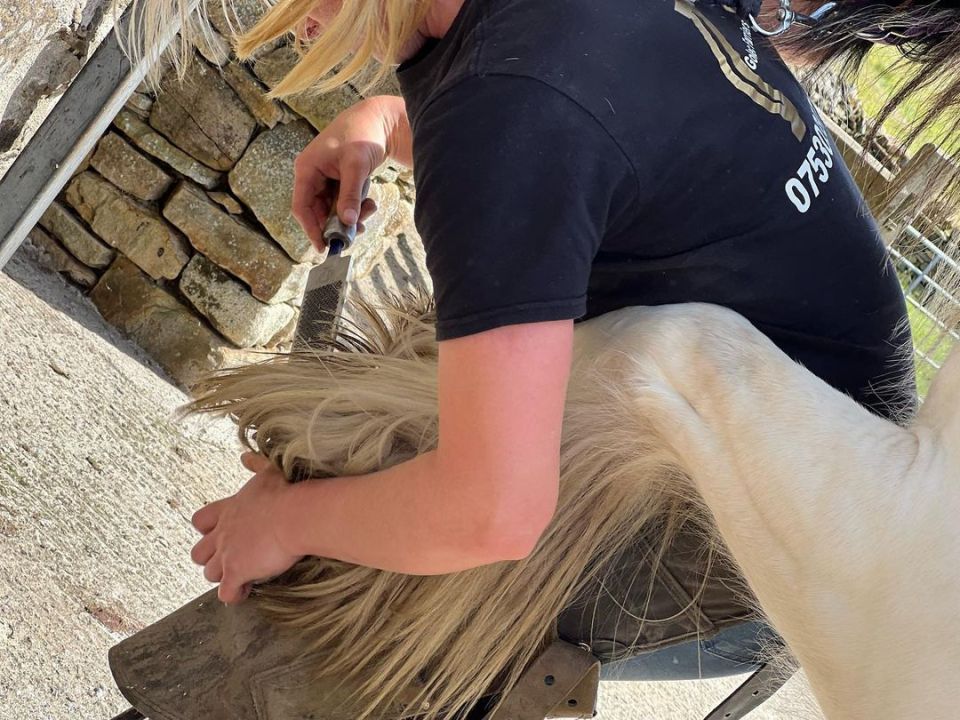 Fans praised the female farrier