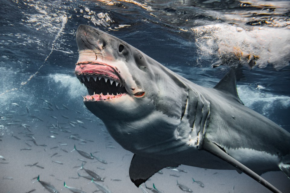 Terrifying images show Brutus baring his gums and rows of teeth