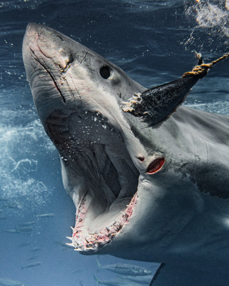 The close encounter was captured by photographer Euan Rannachan