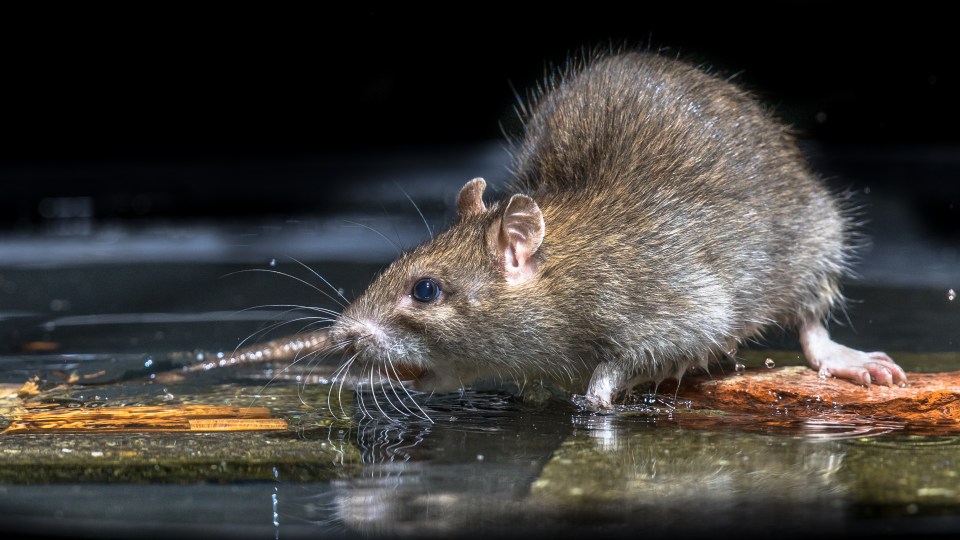 A rodent expert estimates there are around 200m rats in the UK and the actual figure could be much higher