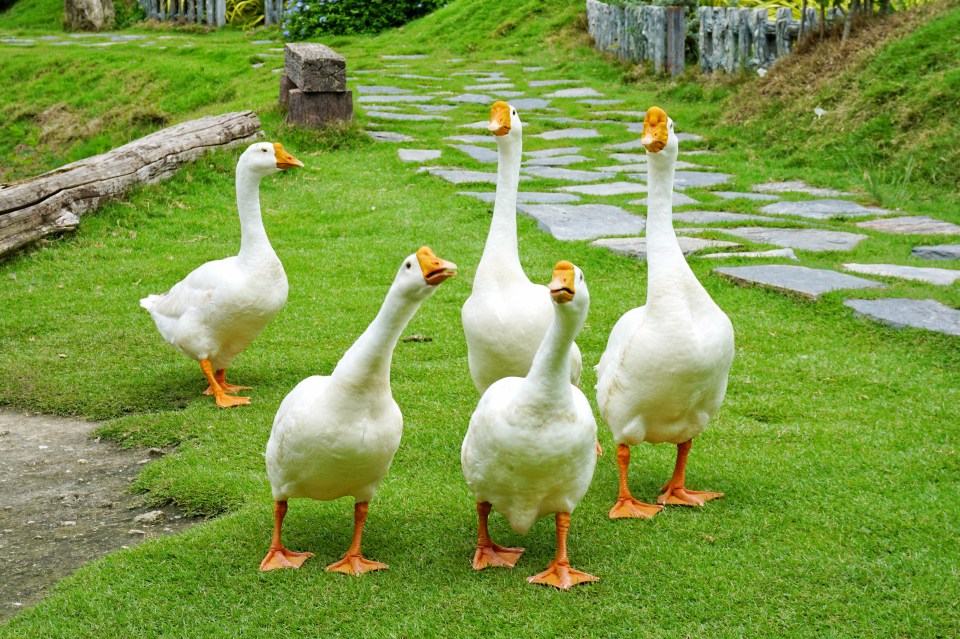 The homeowner claims his neighbour is hoarding livestock such as geese