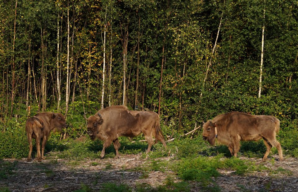 Bison are back after thousands of years