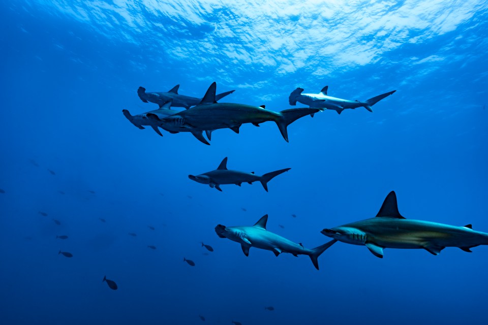 Some shark species are now thought to be joining forces to hunt in packs