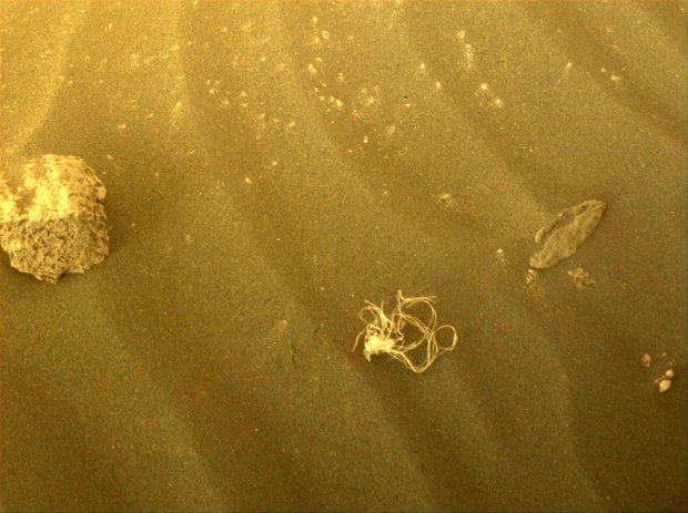 a close up of a rock and a worm on a sandy surface