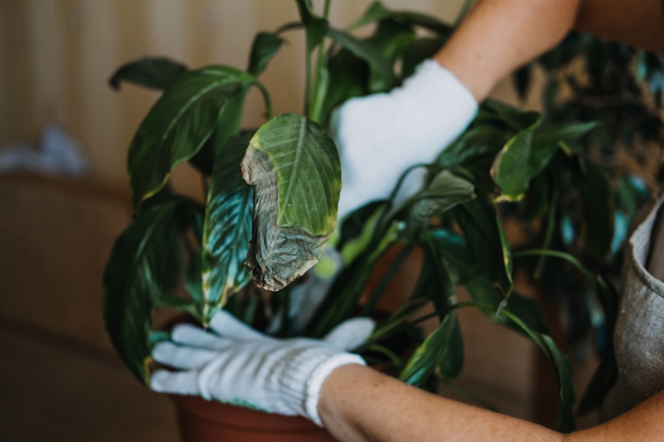 You might be able to save your dying houseplants