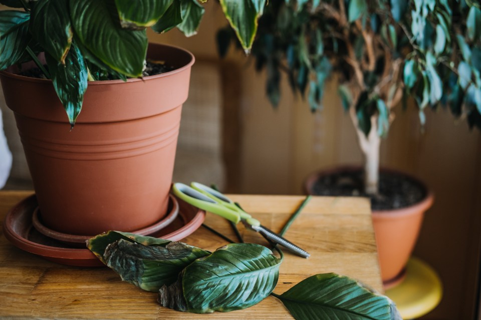 Cutting of dead leaves means you plant can use it’s energy on growing new ones