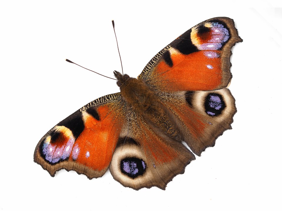 Half of our 57 resident butterfly species are threatened with extinction