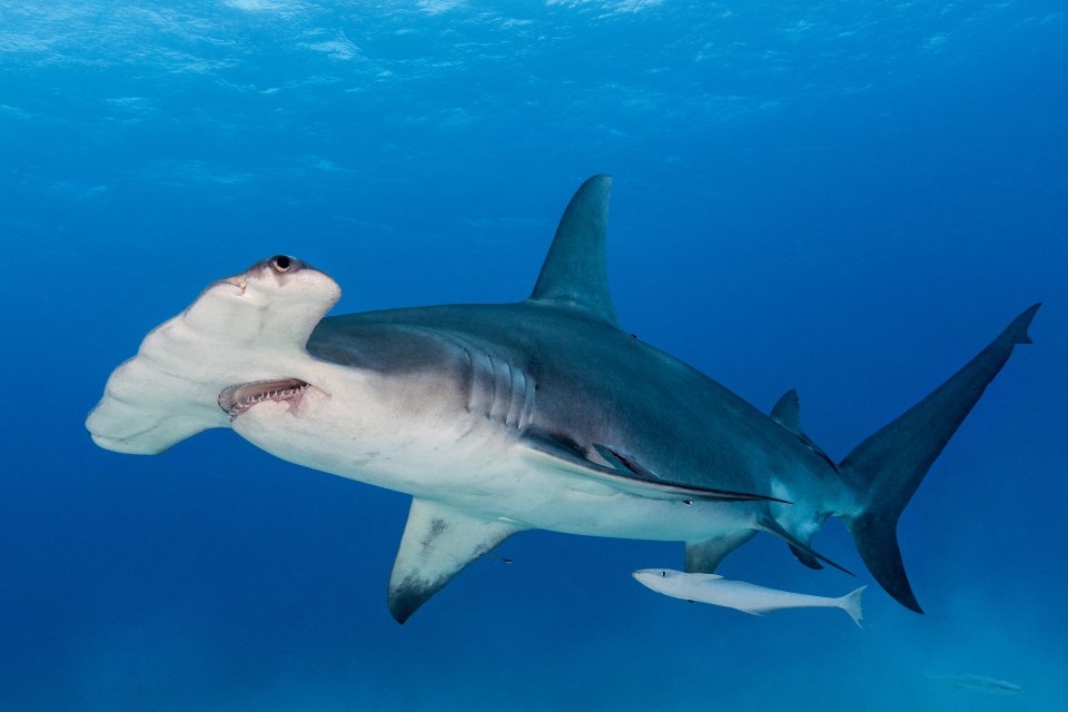 Even hammerhead sharks have been spotted in the Med