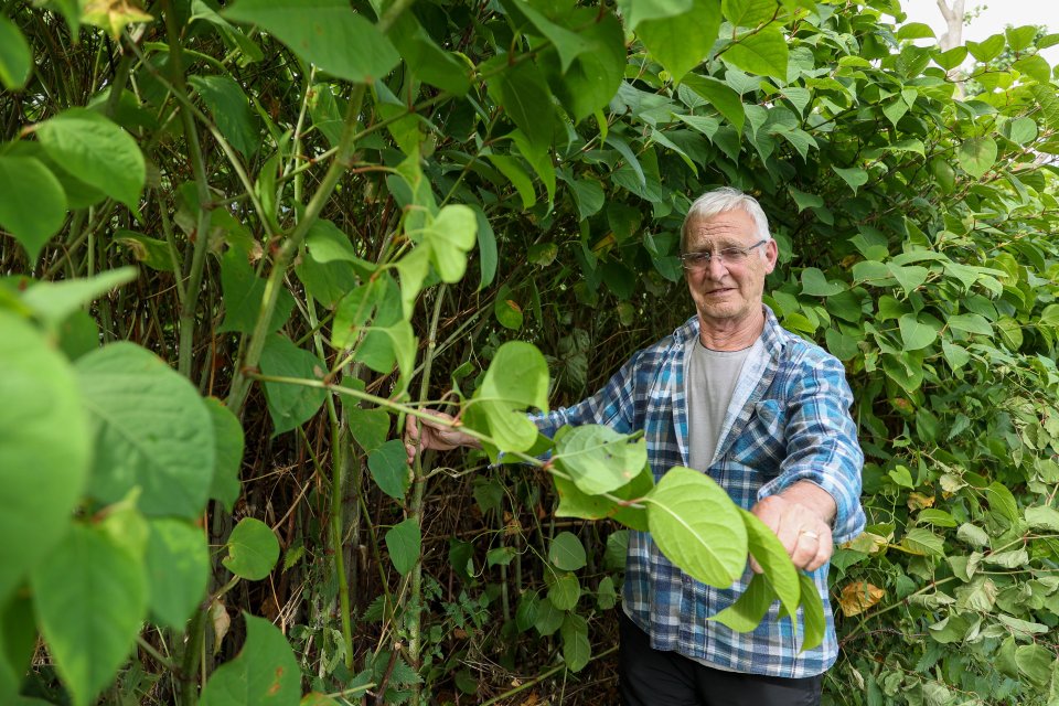 Dennis Hodson, 73, with the 'rampant' Japanese knotwood that has encroached onto his garden in Worcester