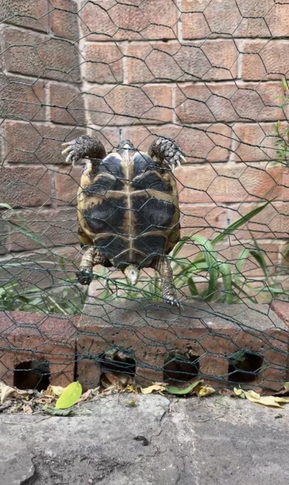 Three-year-old tortoise Elmo has repeatedly tried to escape his owner's garden by scaling a wire fence