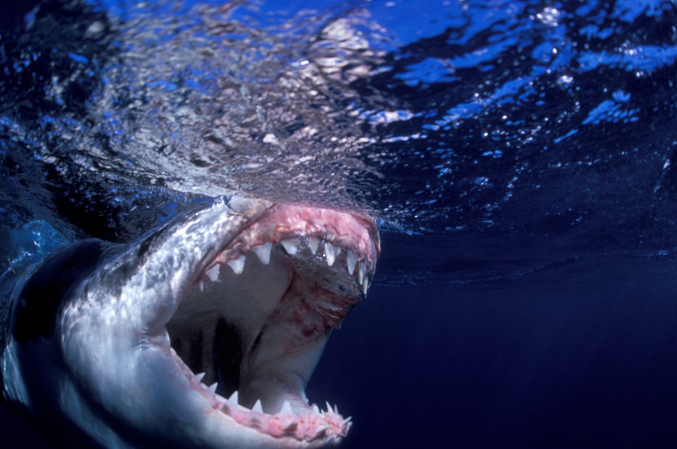 Local authorities in Victoria have warned of a likely deadly shark infestation (file photo)