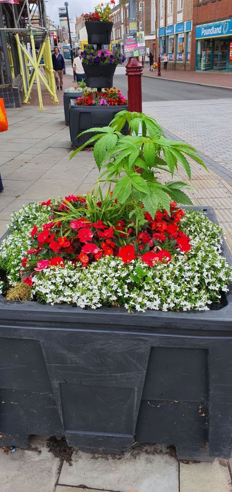 Pranksters hid this cannabis plant in a town centre flower display