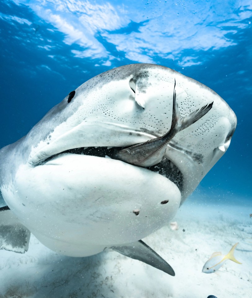 One of the species which has seen the biggest boom in size is tiger sharks