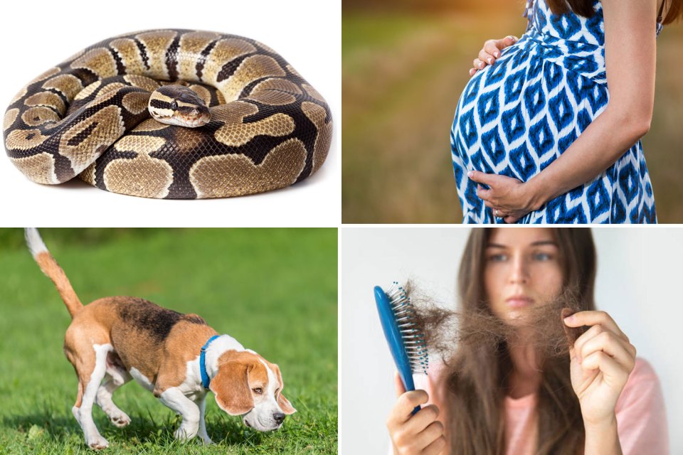 Common dreams include snakes, being pregnant, dogs and hair falling out