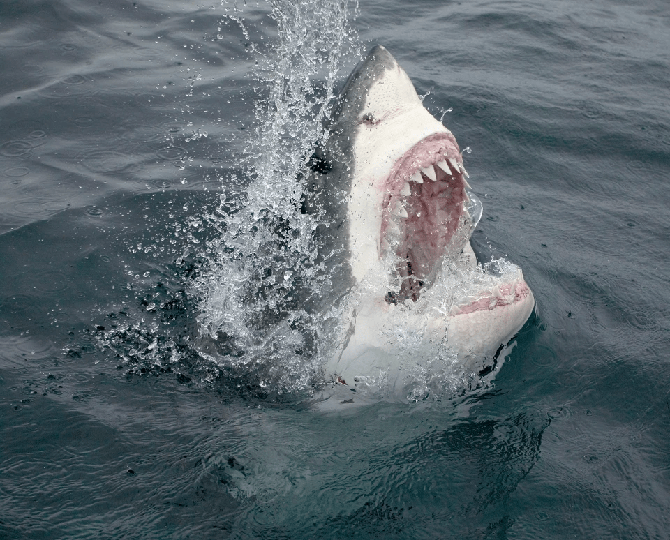 Great white sharks in the Med can grow to up to 6.6m long