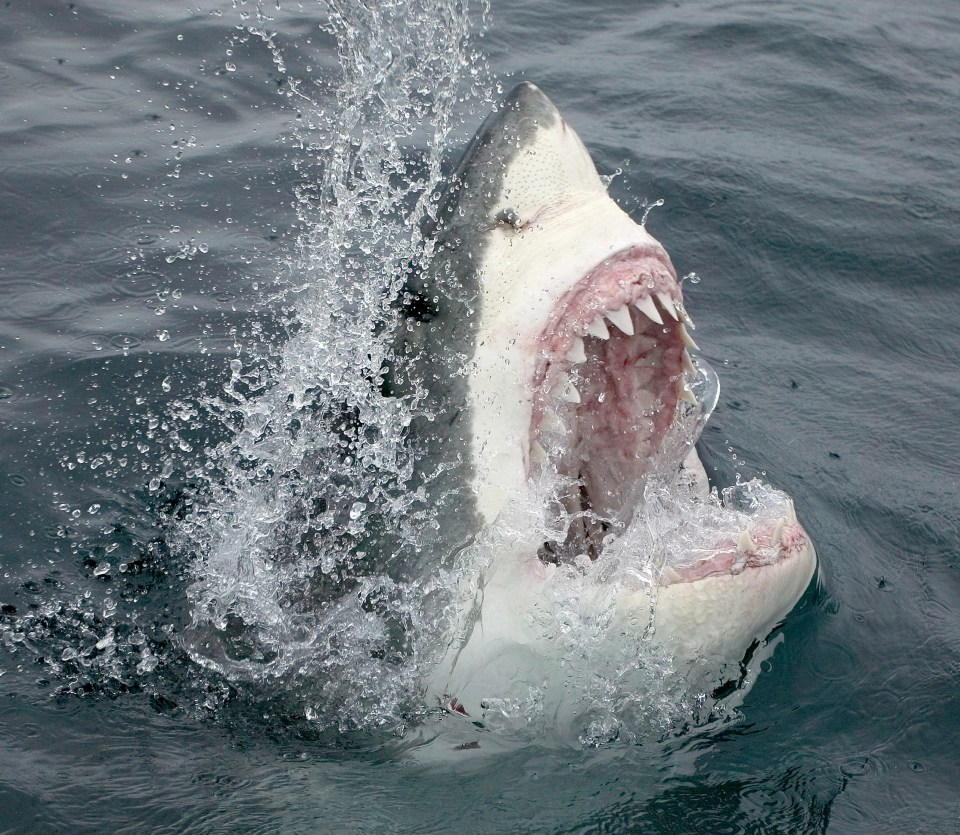 A kayaker is lucky to be alive after a great white shark attacked his canoe