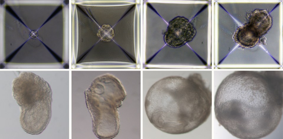 How the fake embryo developed from day 1 to day 8