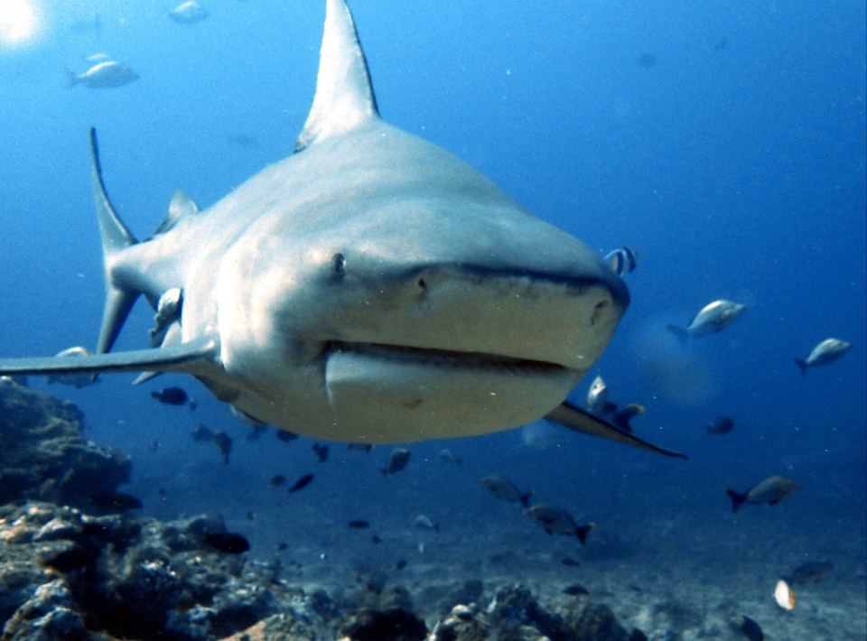 The terrifying bull shark sunk its 350 teeth into the diver during a military exercise with the Australian Navy