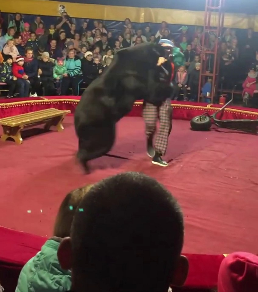 The muzzled animal at the Russian circus show suddenly pounced on its trainer