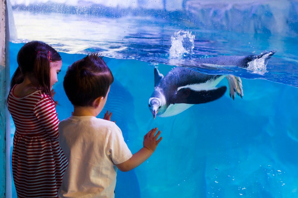  Take your pick from TEN SEA LIFE Aquariums across the UK