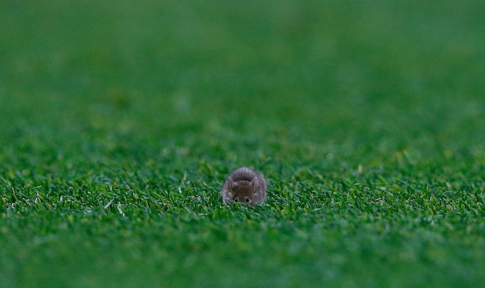 Manchester United have had problems with mice in the stadium