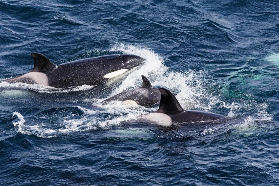 The latest orca attack reportedly sunk a tourist ship off the coast of Portugal