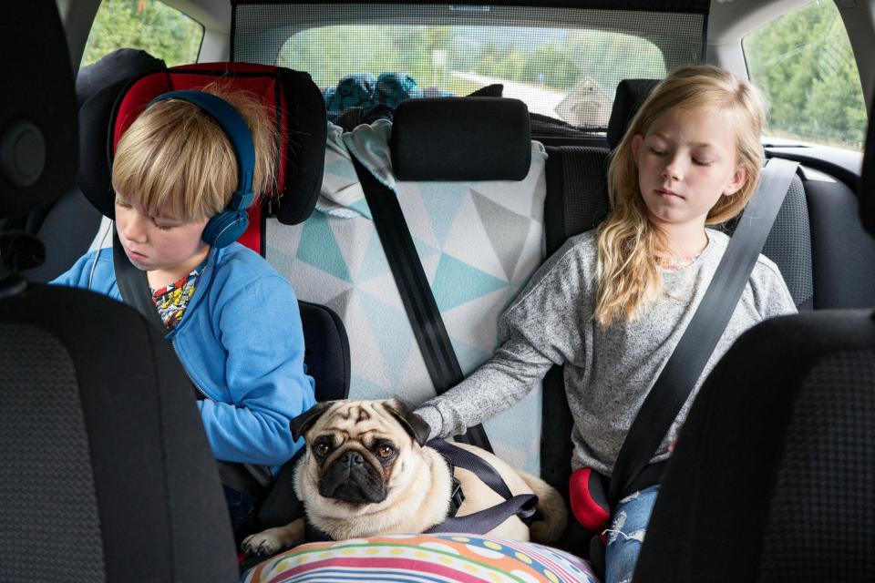 Certain songs can keep your dog calm in the car