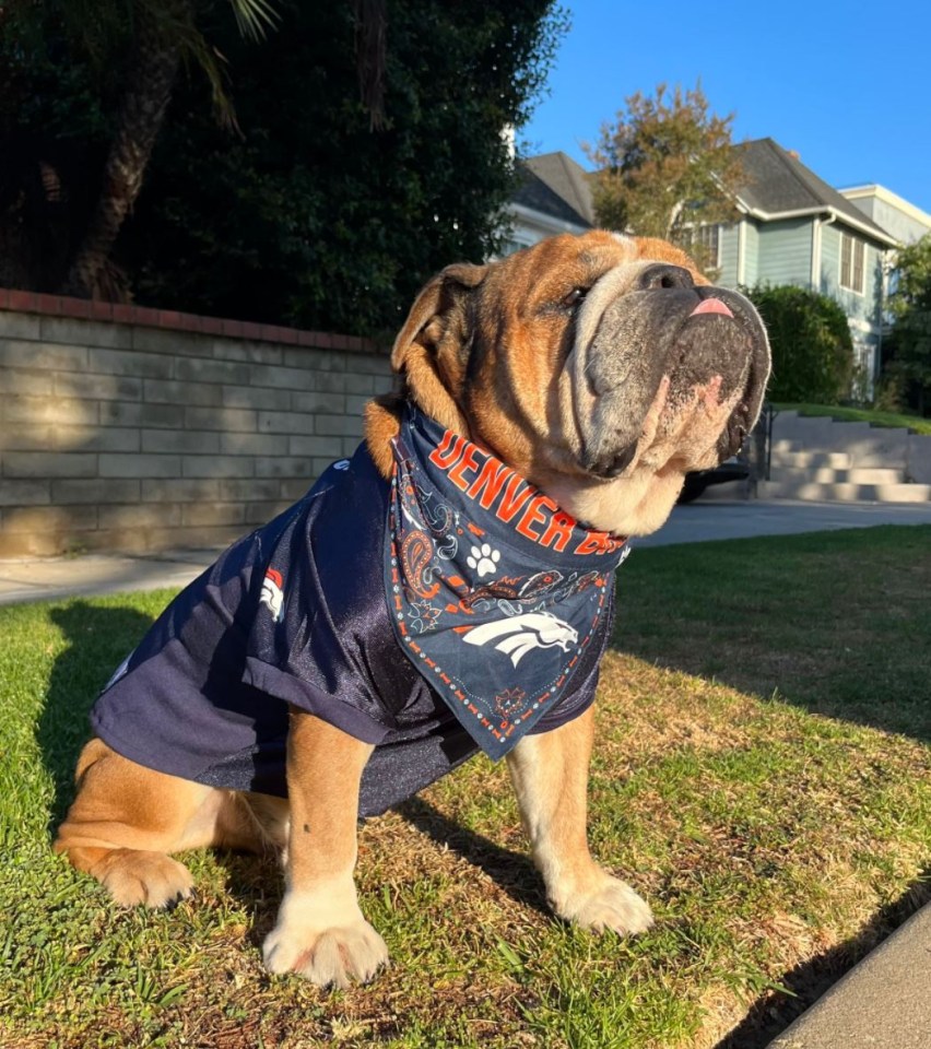 He tweeted a picture of dog Roscoe in Broncos gear