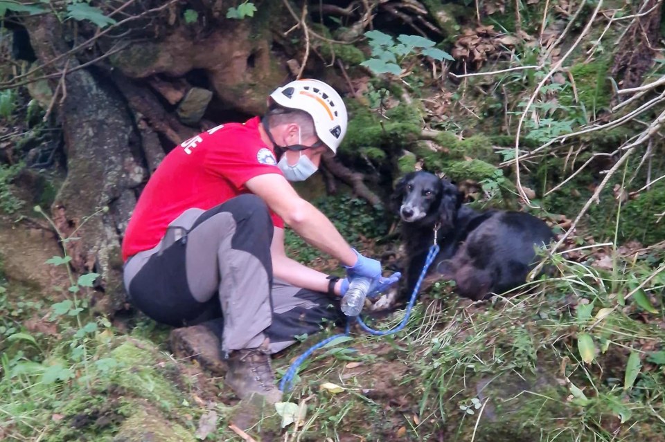 Loyal Suki guarded her seriously-injured owner Martin Clarke for 36 hours after he fell 200ft