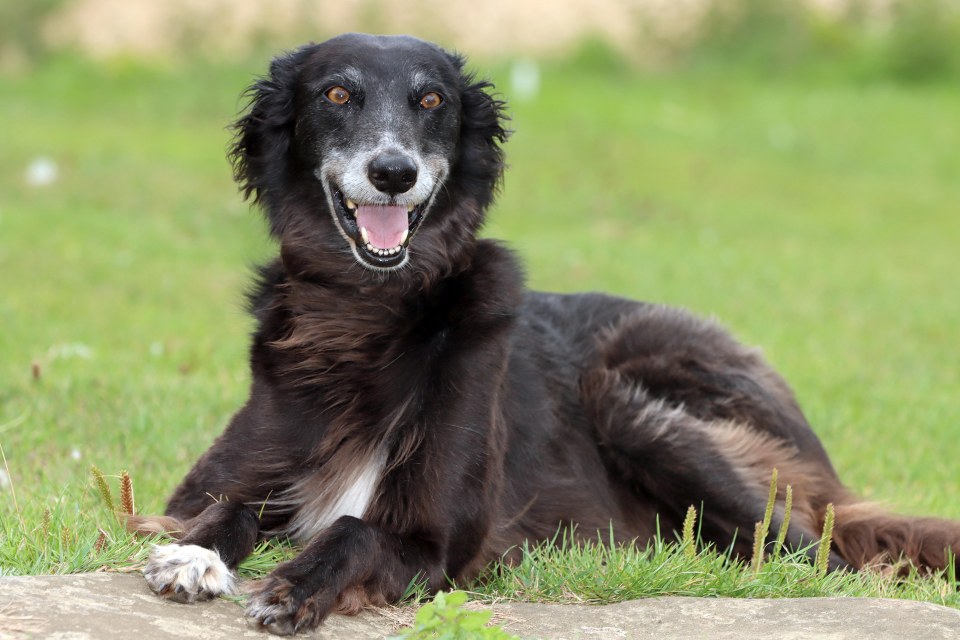 Tom added: 'If it hadn’t been for Suki I don’t think he would have made it. She’s a clever and loyal dog. It was very reminiscent of Lassie'