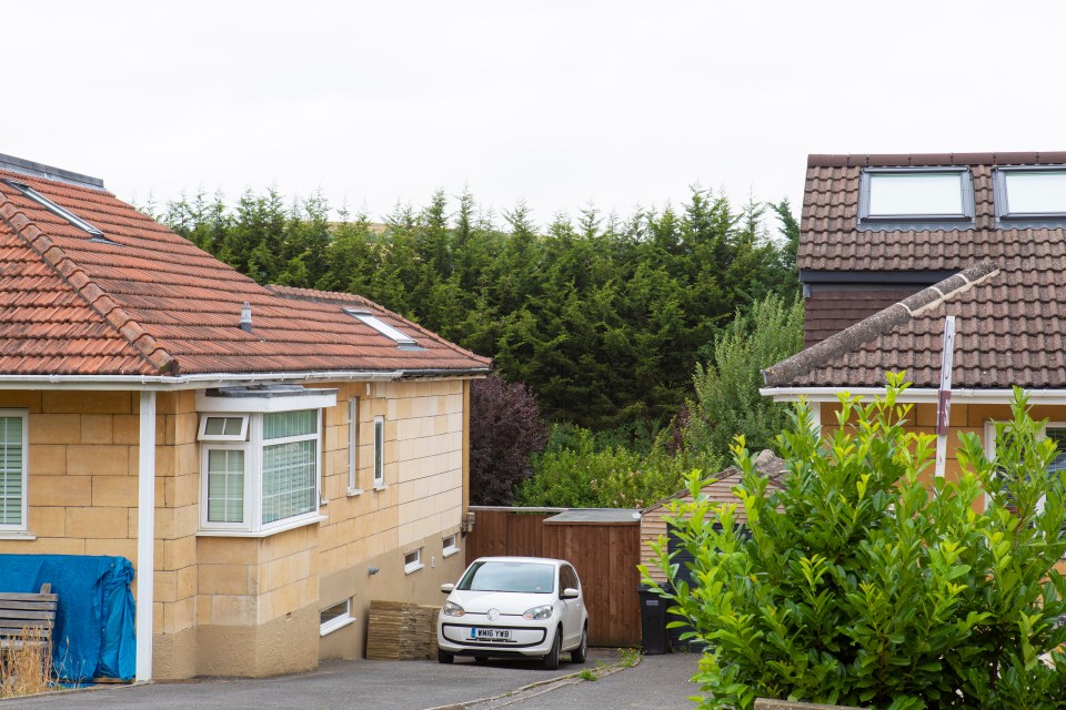 The fast-growing conifers are still there today