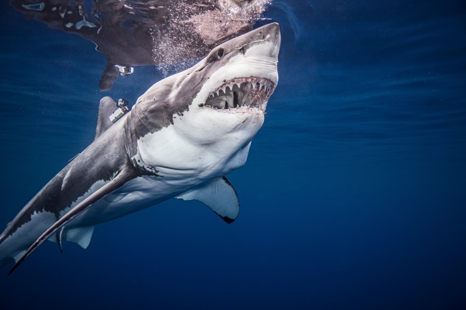 Great white sharks are among the ocean's deadliest predators