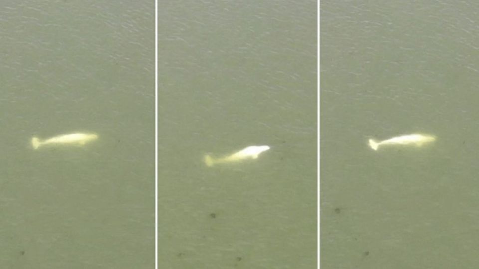 It was spotted swimming up the River Seine in Paris