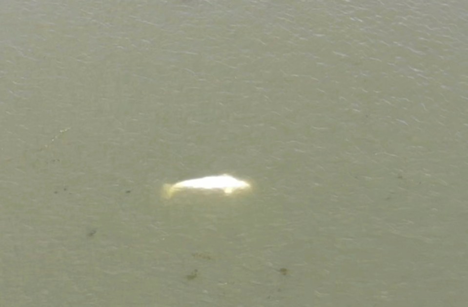 Rescue crews are trying to help the beluga whale