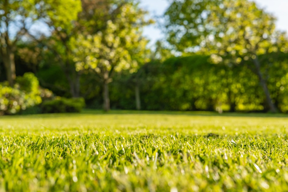 Lawns and hot tubs manage to dodge the hosepipe ban