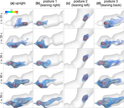 The images above are of a computer model at different positions. Each show how well the painkillers are absorbed with the model upright, leaning right, leaning left and leaning back