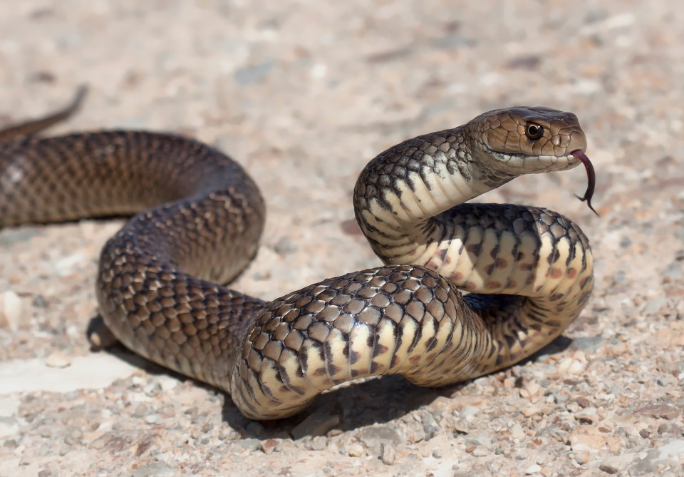 She was playing in her back garden in Turkey when the snake attacked. Stock pic