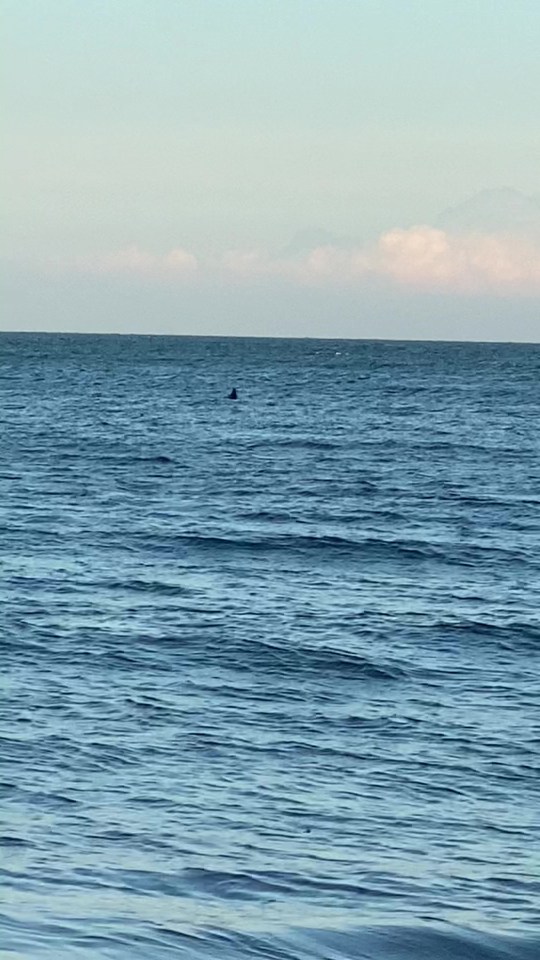 Stunned beachgoers fled amid fears a huge shark was circling off the Kent coast