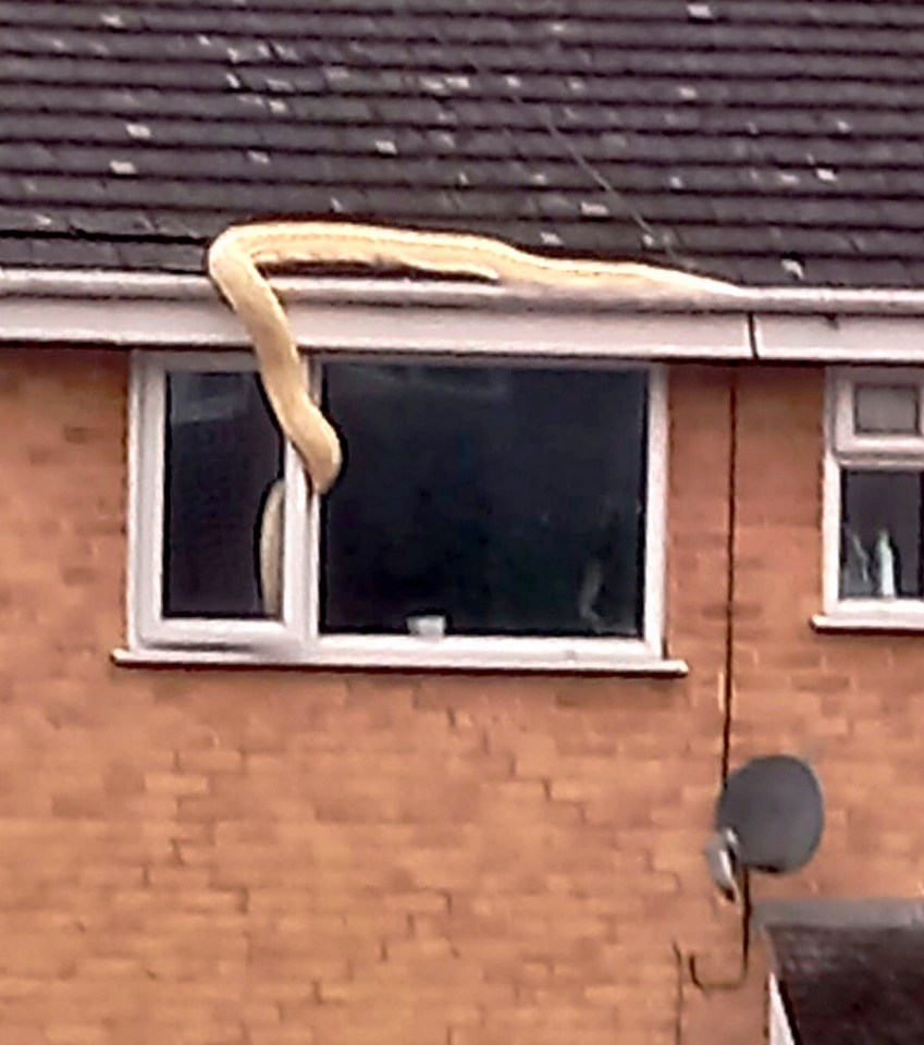 An escaped 18ft snake sneaks into a house through an open bedroom window