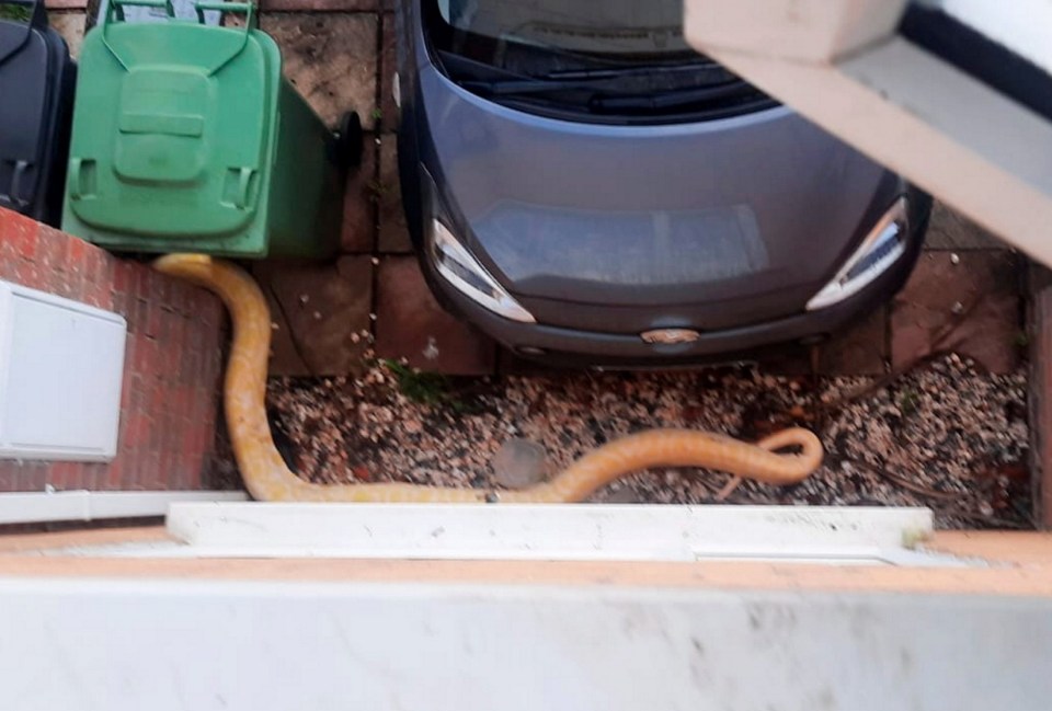 They used a broom to send it crashing on to a car below