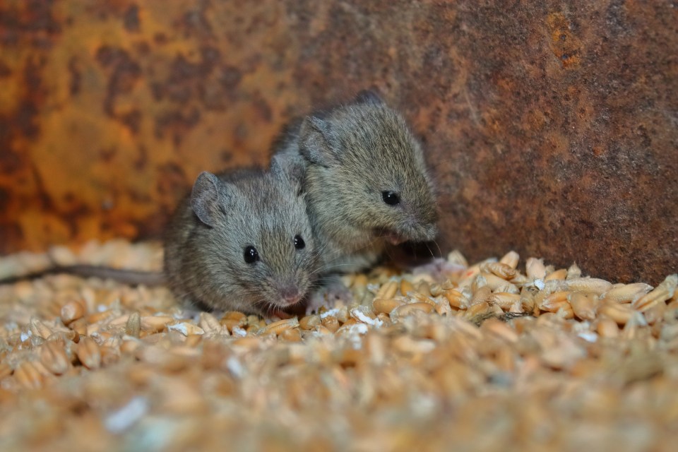 two gray mice sitting on the grain. fluffy cute mice spoil the grain harvest