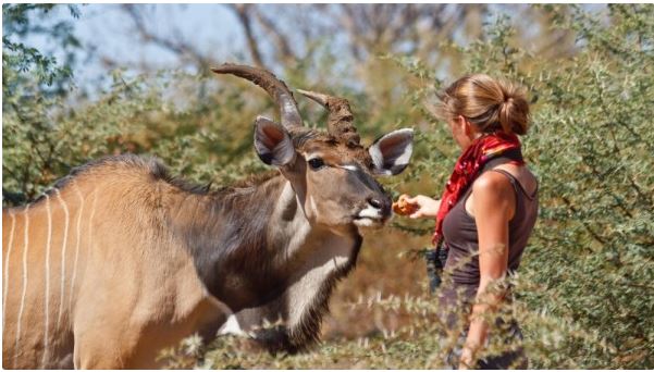 The animal park worker was gored to death by the world’s largest antelope