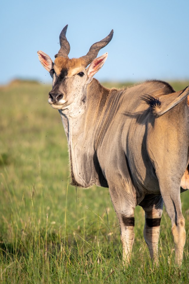 Even the slightly smaller common eland can still grow to heights of almost 6ft